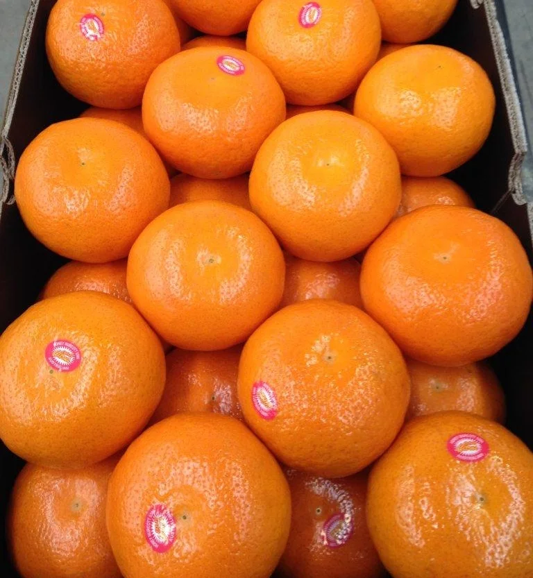 888 Citrus (Ventnor Grove Pty Ltd) Murcott Mandarins