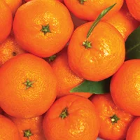 888 Citrus (Ventnor Grove Pty Ltd) Imperial Mandarins