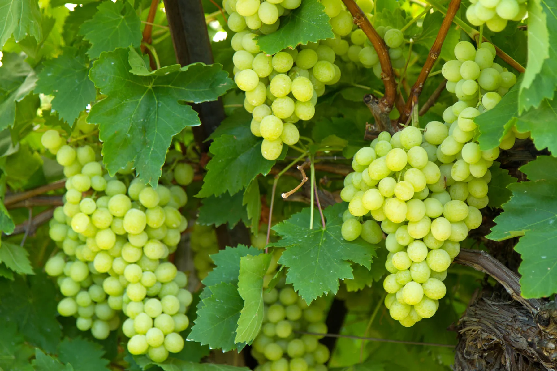 888 Citrus (Ventnor Grove Pty Ltd) Menindee Seedless Grapes