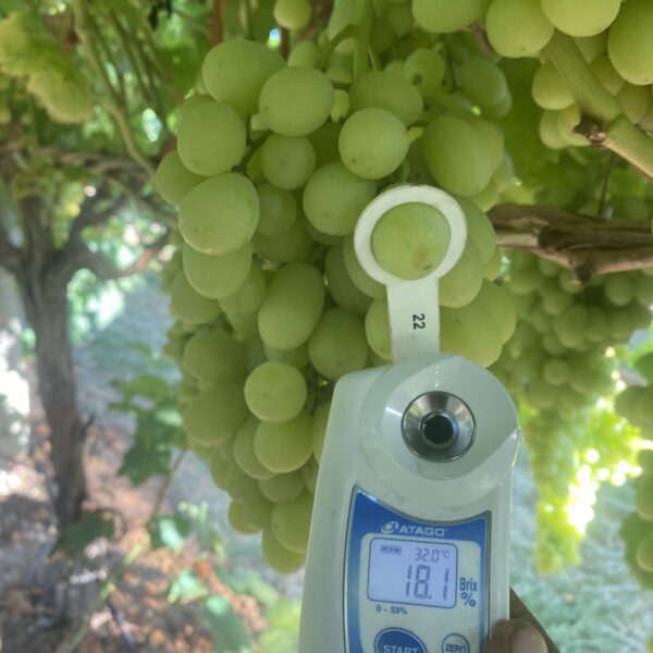 The Grape House Group Pty Ltd Menindee Seedless
