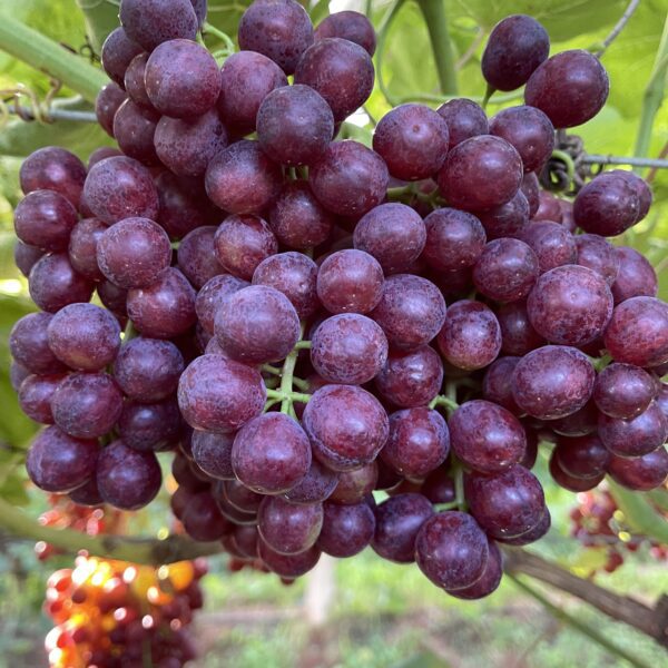 The Grape House Group Pty Ltd Flame Seedless