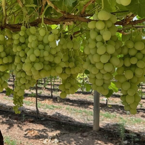 The Grape House Group Pty Ltd Sweet Globe™