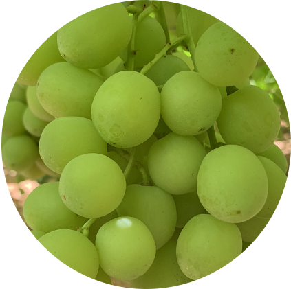 Triple D Farms White Seedless Grapes