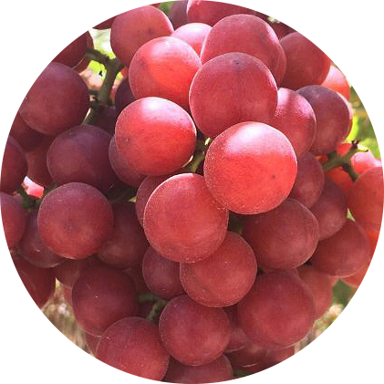 Triple D Farms Red Seedless Grapes