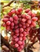 Triple D Farms Crimson Seedless Grapes