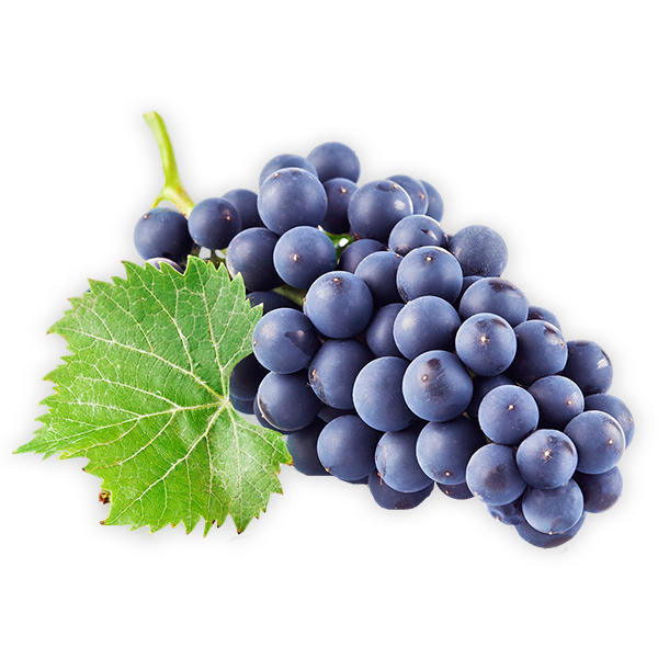 San Clemente INIA GRAPE ONE (MAYLEN)