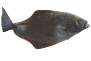 Quirch Foods Halibut