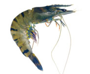 Quirch Foods Black Tiger Shrimp