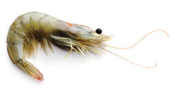 Quirch Foods White Shrimp