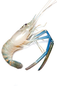 Quirch Foods Freshwater Shrimp