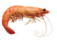 Quirch Foods Pink Shrimp