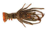 Quirch Foods Spiny Lobster
