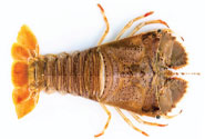 Slipper Lobster