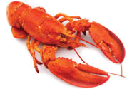 Maine Lobster