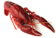 Crawfish
