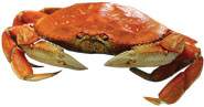 Dungeness Crab