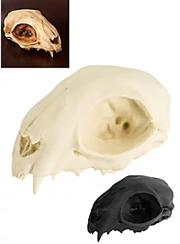 3D-printed cat skull for self-painting (12cm)