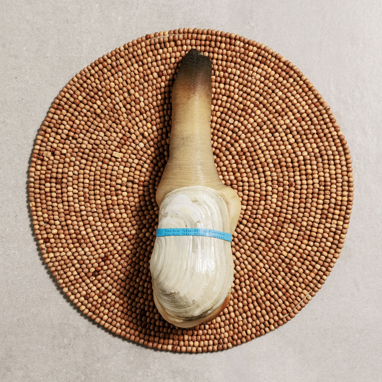 Taylor Shellfish Company Geoduck