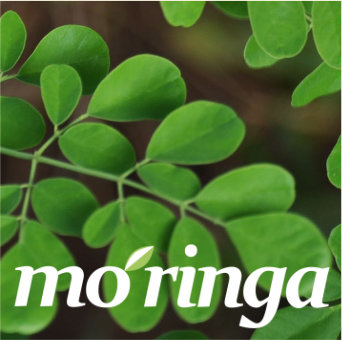 AFRICROPS LLC Moringa (Moringa oleifera)