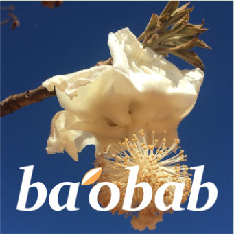 AFRICROPS LLC Baobab (Adansonia digitata)