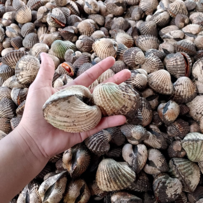 Smart Indonesian Seafood Live Blood Clam