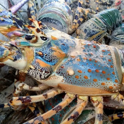 Smart Indonesian Seafood Pearl Lobster