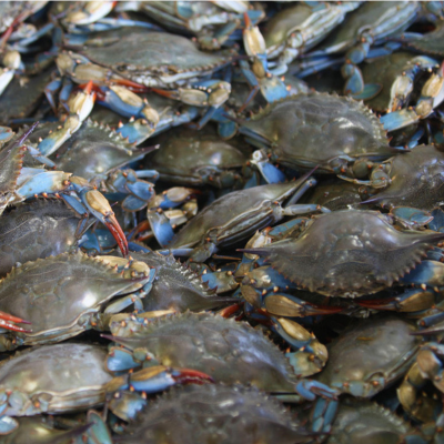 Smart Indonesian Seafood Live Crab