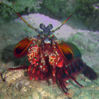 Smart Indonesian Seafood Mantis Shrimp