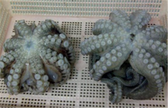 PRIMA BAHARI INTI LESTARI, PT Octopus - Flower shape