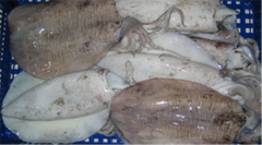 PRIMA BAHARI INTI LESTARI, PT Cuttlefish