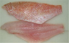 PRIMA BAHARI INTI LESTARI, PT Red Snapper