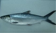 PRIMA BAHARI INTI LESTARI, PT Milkfish