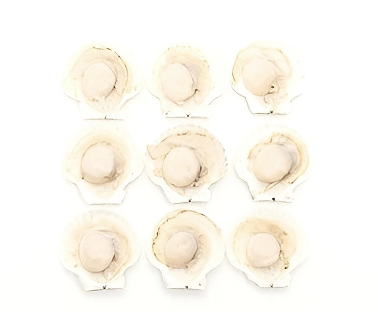 JALA SEMBILAN, PT Scallops (Half-shell)