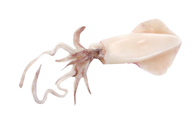 Whole Cleaned Squid