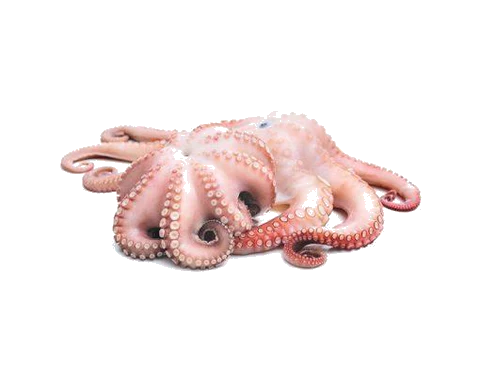 Octopus