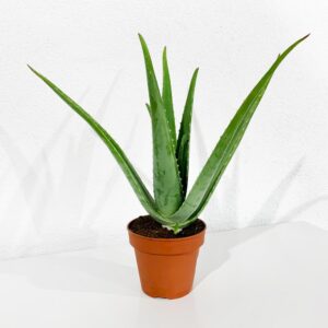 Horto do Campo Grande Babosa - Aloe vera (vaso 14cm)