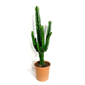 Horto do Campo Grande Cacto Candelabro - Euphorbia eritrea 'Candelabrum' (vaso 24cm)