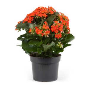 Horto do Campo Grande Flor da Fortuna - Kalanchoe blossfeldiana (vaso 10cm, várias cores)