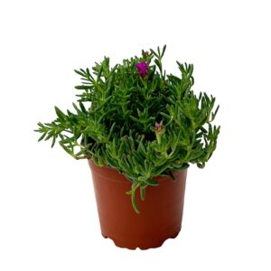 Horto do Campo Grande Lampranto - Lampranthus sp. (vaso 12cm)