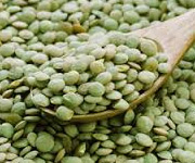 Adascan Grain Corporation Laird No 1 Large Lentil