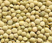 Adascan Grain Corporation Eston Small Lentil