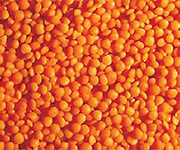 Adascan Grain Corporation Crimson Lentils (Lens Esculenta) Whole Red Lentil