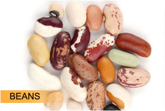 Canadian Agri Impex White Kidney Beans