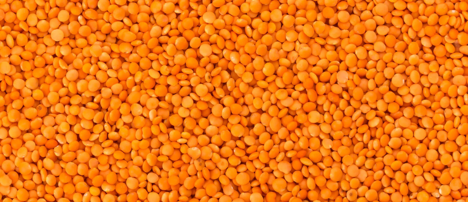 Bennett's Grain Whole Red Lentils (Crimson Lentils)