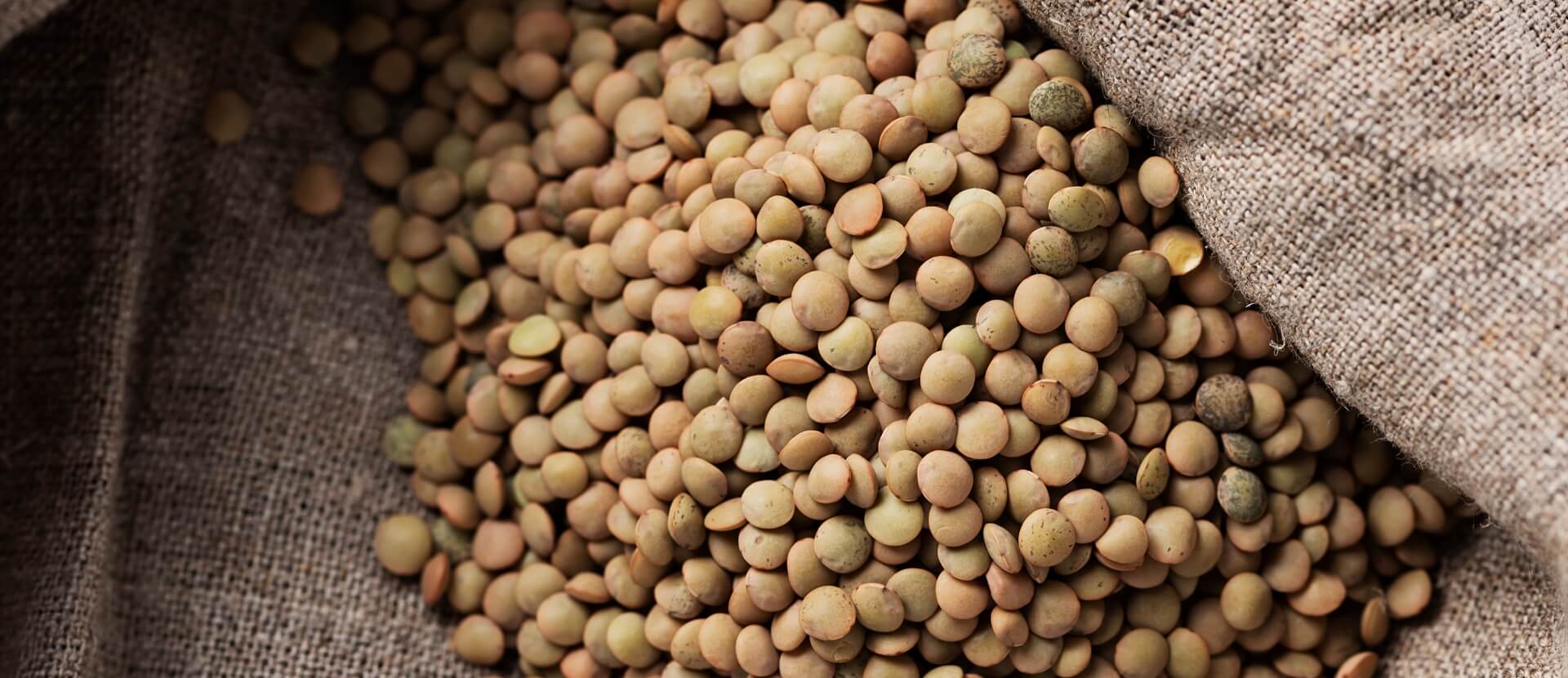 Bennett's Grain Eston Lentils
