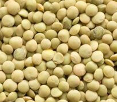 MEHSOM Corp Medium Green Lentils (Richlea)