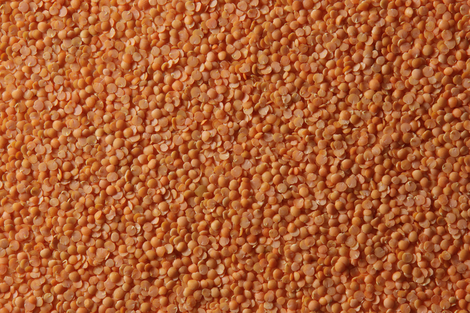 Saskcan Pulse Trading Red Split Lentils