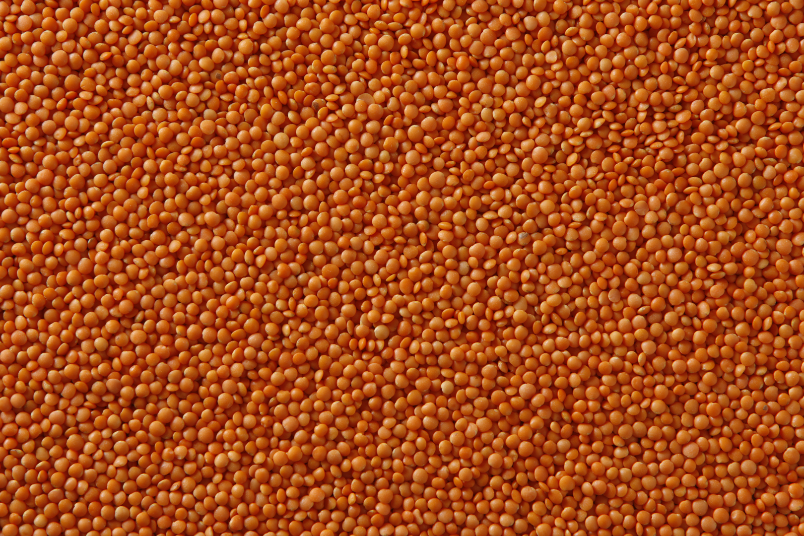 Saskcan Pulse Trading Red Football Lentils