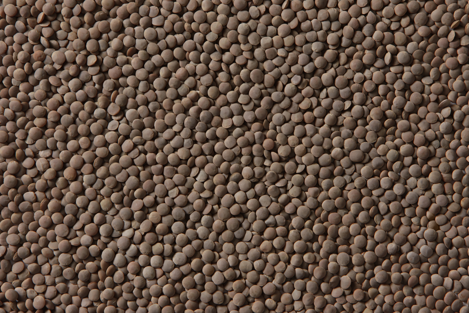 Saskcan Pulse Trading Red Whole Lentils