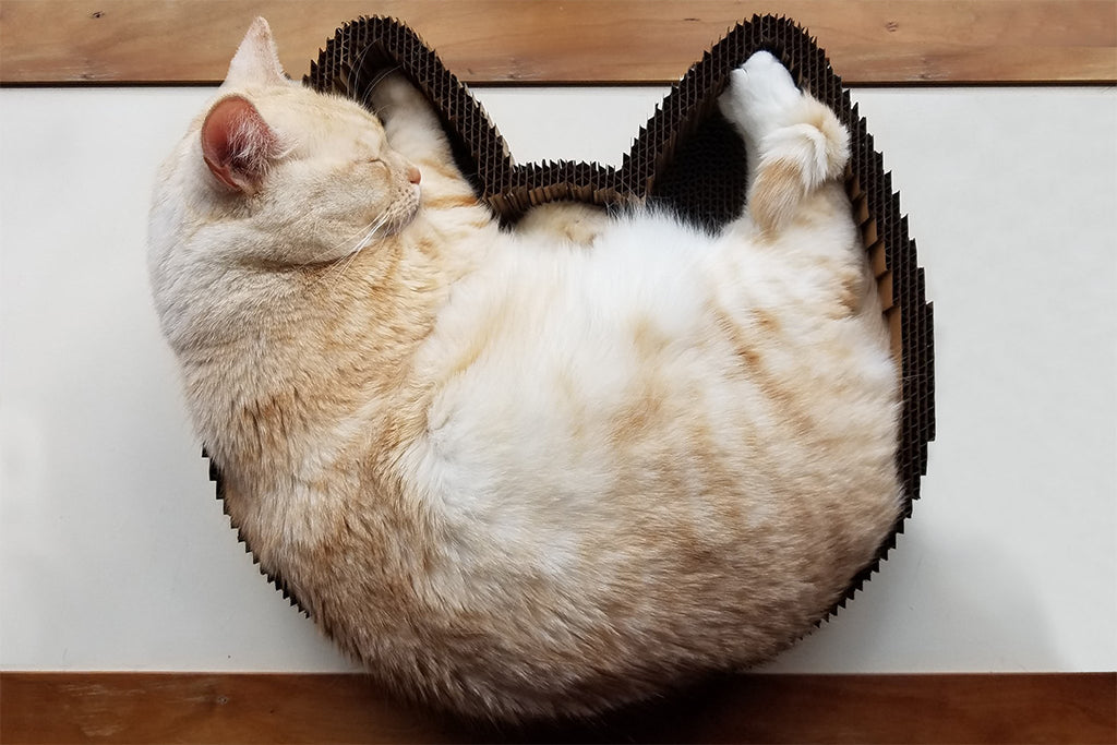 Americat Company Cat Scratcher Bed